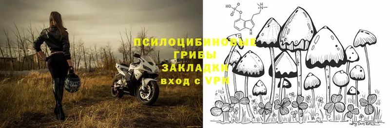 Галлюциногенные грибы Psilocybe  блэк спрут ССЫЛКА  Белокуриха  закладка 